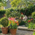 Pots of orange, red and pink tulips line a brick path in a small garden