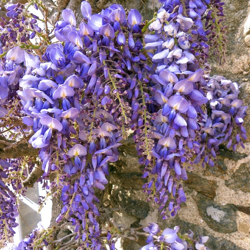 Wisteria floribunda 'Macrobotrys' 