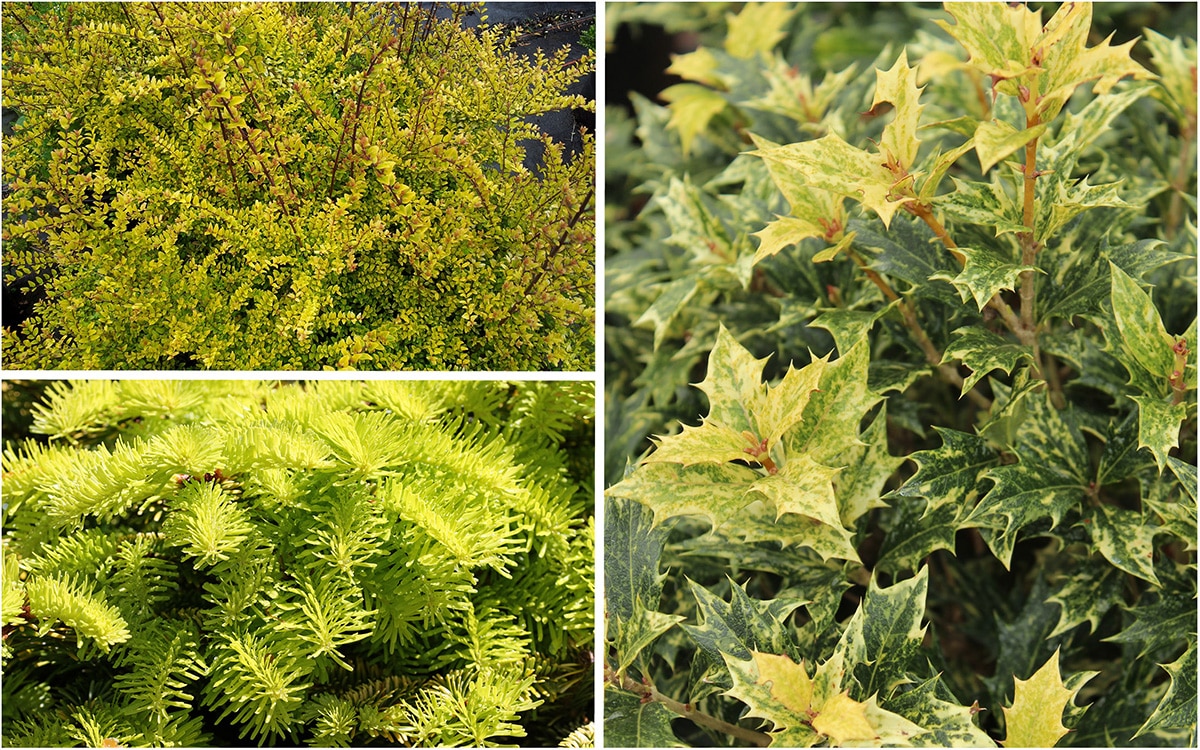Yellow foliage for winter