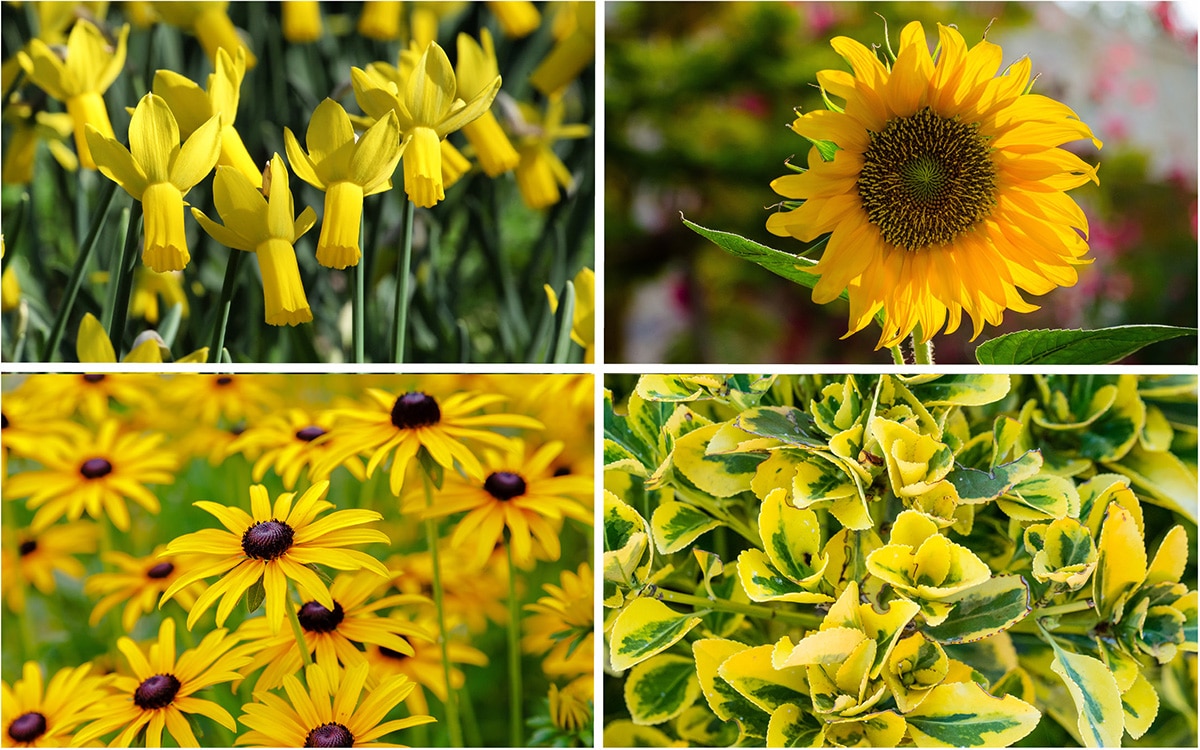 yellow flowers