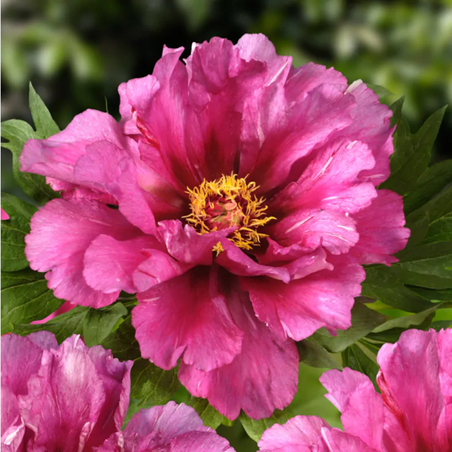 Paeonia Itoh Morning Lilac