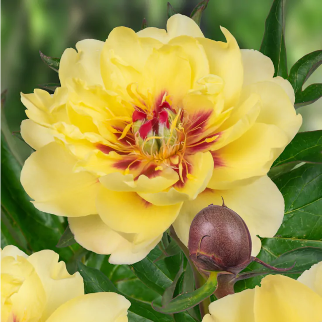 Paeonia Itoh Yellow Waterlily